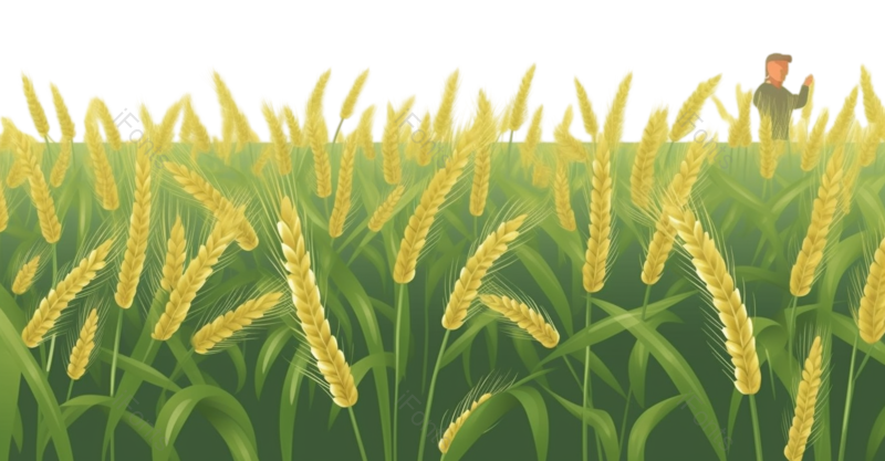 芒种图片,小满元素,清新PNG,扁平化设计免抠素材